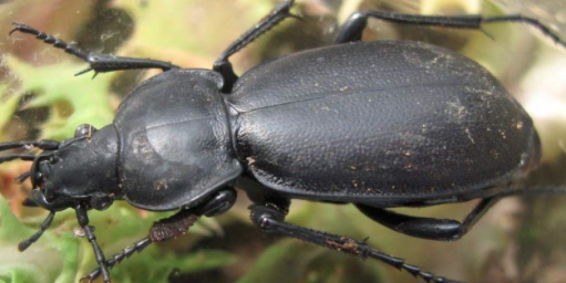 Carabus sp. Syria